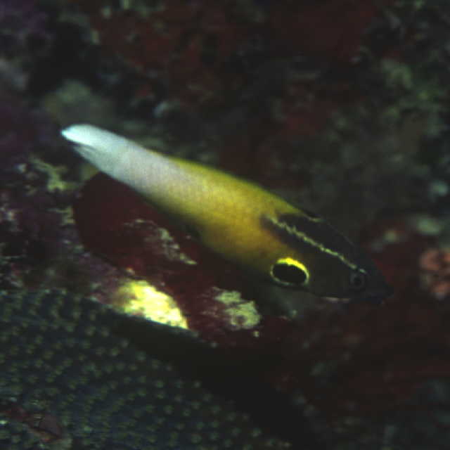 Labropsis alleni